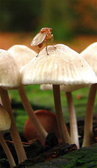 Magic Mushrooms in NL