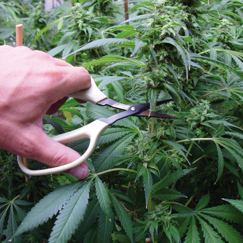 Курят ли листья марихуаны семена в шишках марихуаны