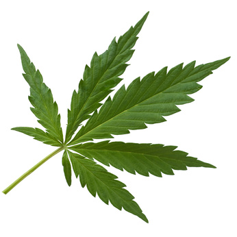 Cannabis goes Mainstream