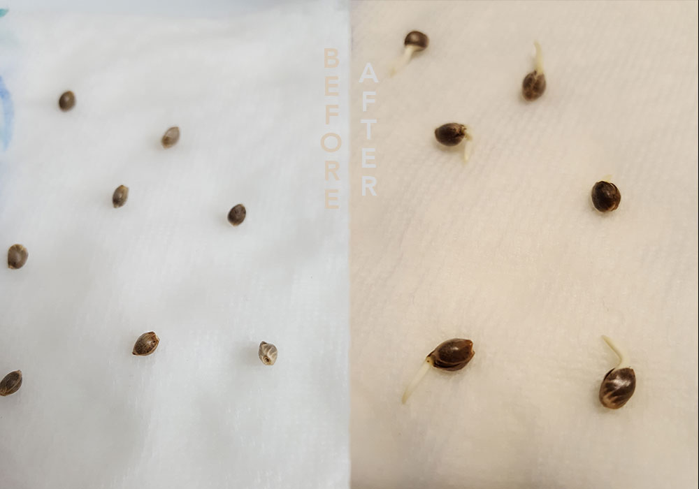 How to germinate seeds properly
