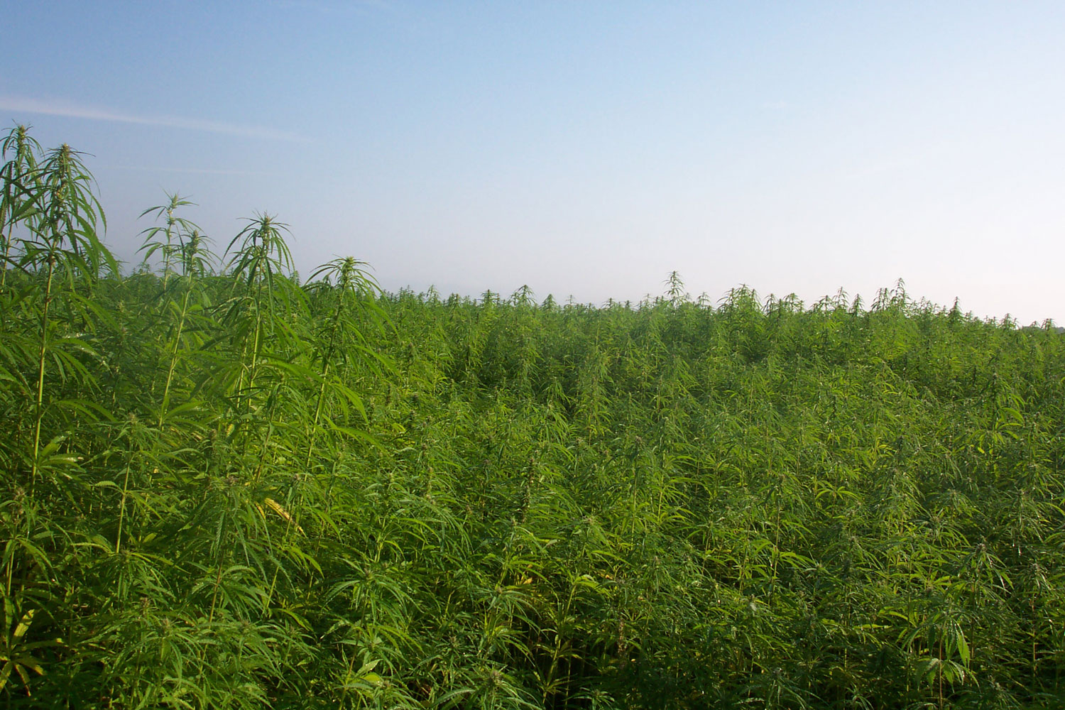 Imprisonment for inactive industrial hemp – Germany