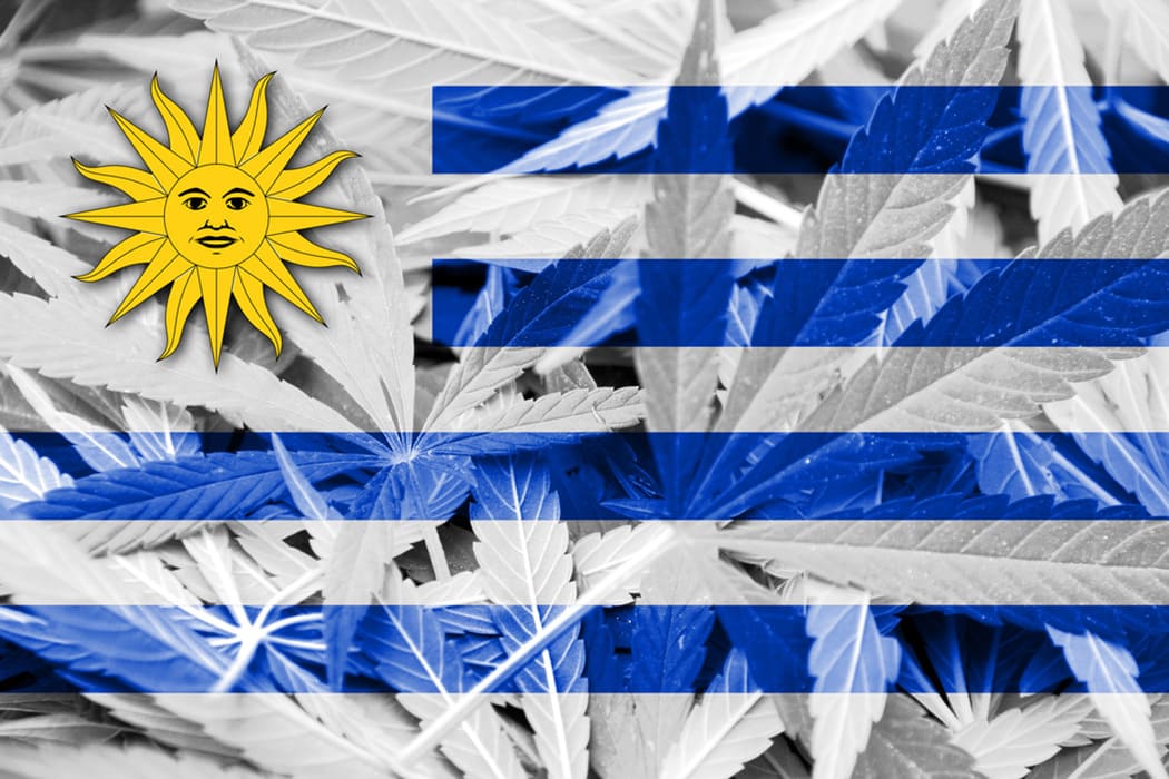 World Wide Weed – Cannabis Legalisation in Uruguay